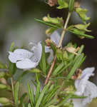 Apalachicola false rosemary